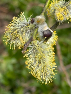 pussy willow