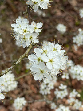 blossom