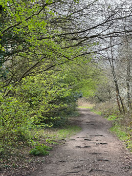 trees