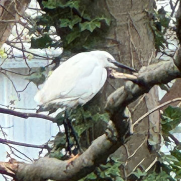 egret