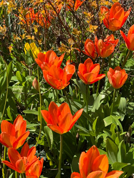 tulips