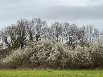 woodland