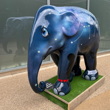 elephant