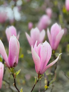 magnolia