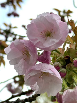 blossom