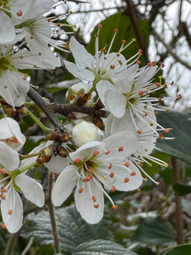 blossom