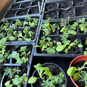 plants
