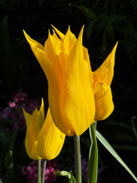 tulips