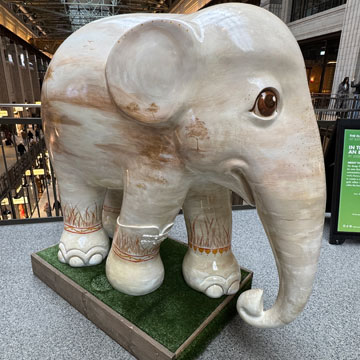 elephant