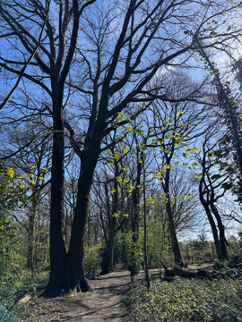 woodland