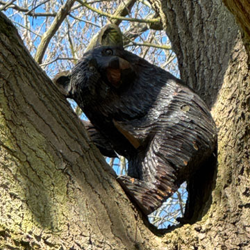 bear