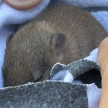 rat