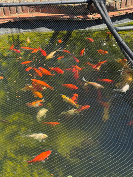 fish