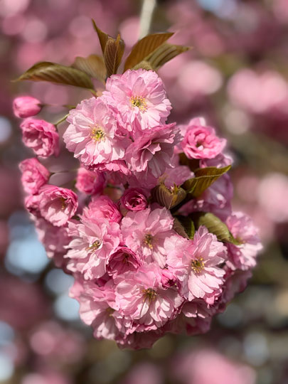 blossom