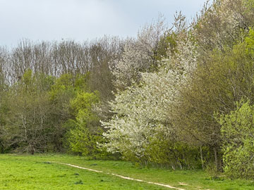 woodland