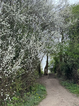 blossom