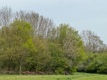 woodland