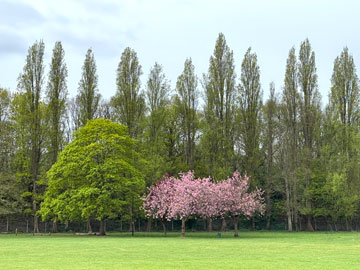 park