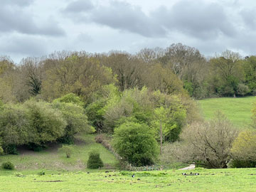 meadows