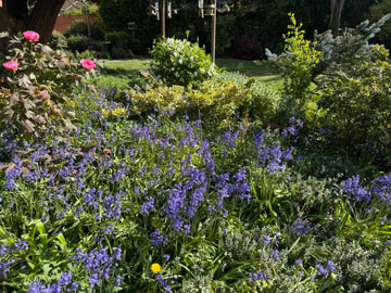 bluebells