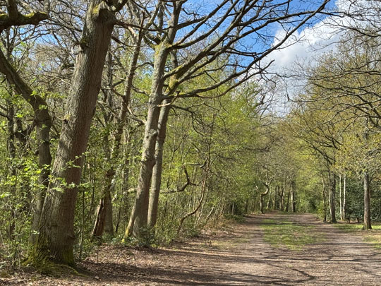 woodland