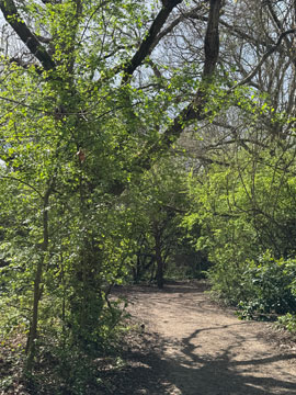 woodland