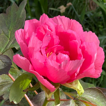 paeony