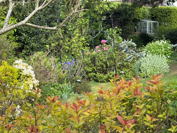 garden