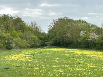 meadow