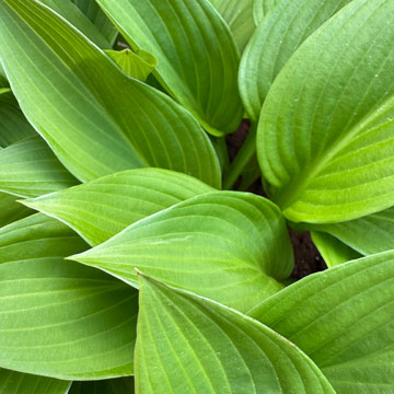 hosta