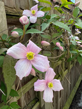 clematis
