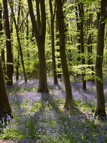 bluebell wood