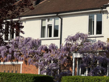 wisteria