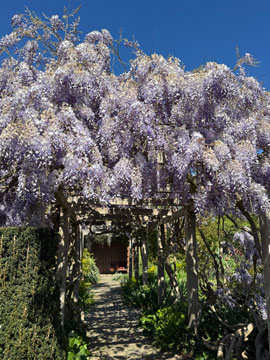 wisteria