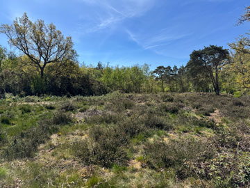 heath