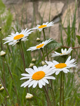 daisies