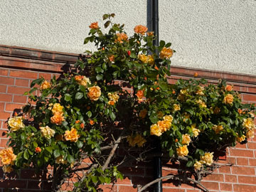 roses