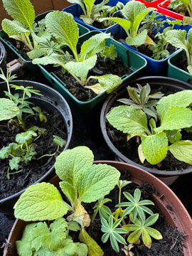 plants