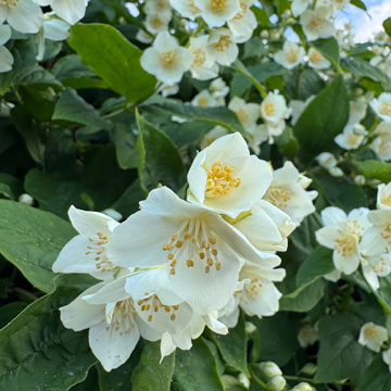 mock orange