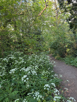 woodland