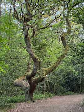tree