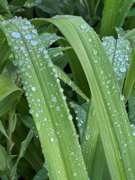 raindrops