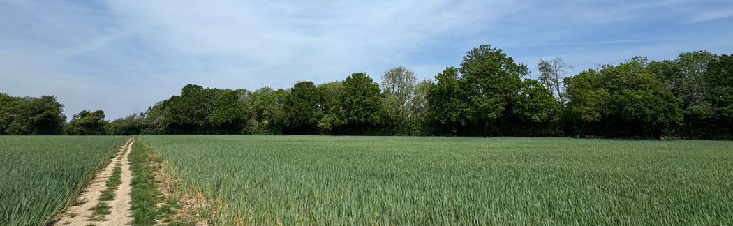 wheat field