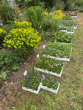 plant sale