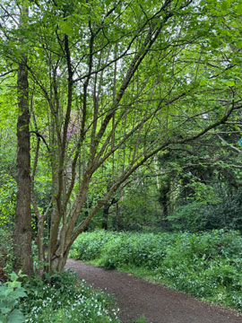 woods