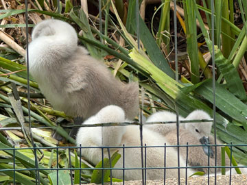 cygnets