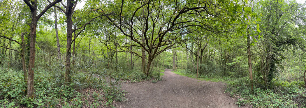 woodland