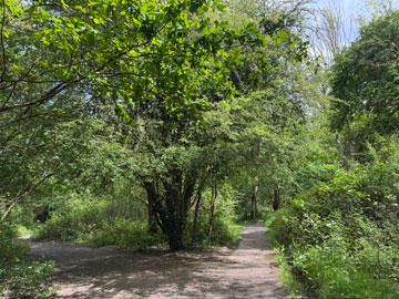 woods