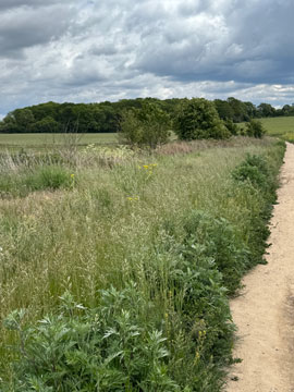 fields