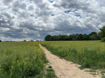 fields